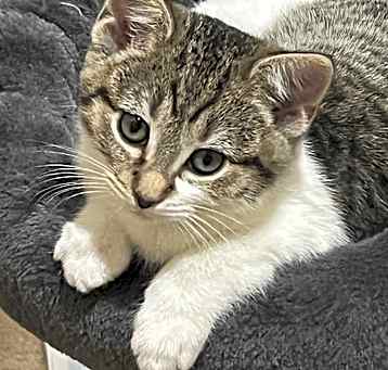 Photo of Glinda