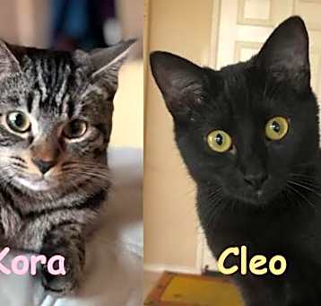 Photo of Cleo
