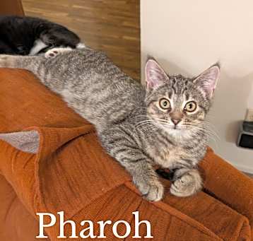 Photo of Pharoh