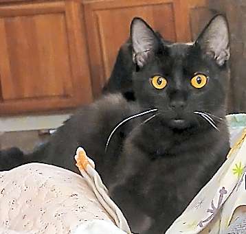 Photo of Pepper Jack