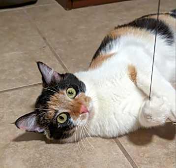 Photo of M-Nelly