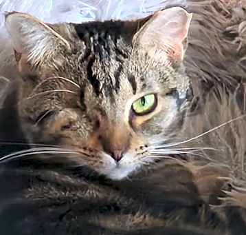 Photo of One-Eyed Wilma
