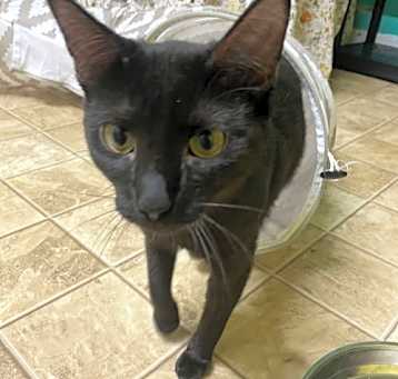 Photo of Boo