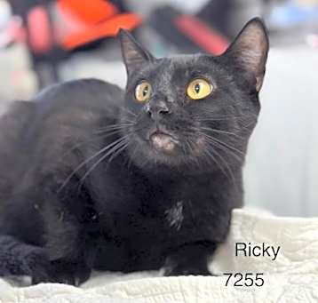 Photo of Ricky II - Center