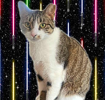 Photo of Leia
