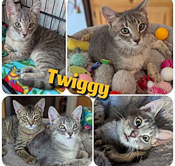 Photo of Twiggy