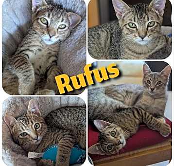 Photo of Rufus