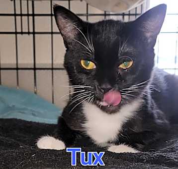 Photo of Tux
