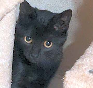 Photo of Clementine