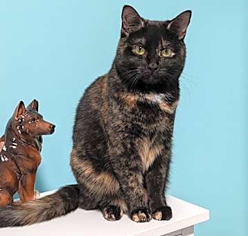 Photo of Maple