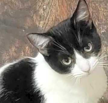 Photo of Marshmallow