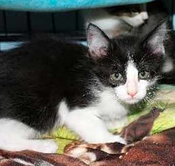 Photo of Blossom
