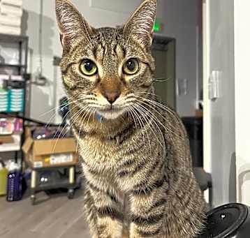 Photo of Cocoa