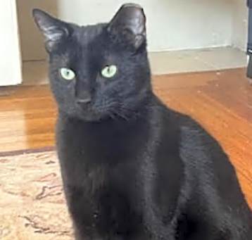 Photo of Sylvester