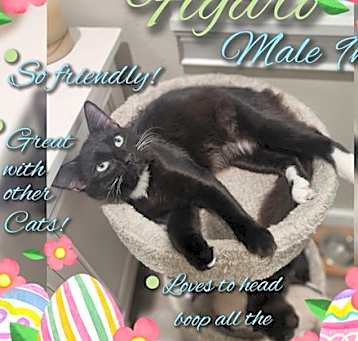 Photo of Figaro