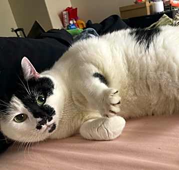 Photo of Gracie