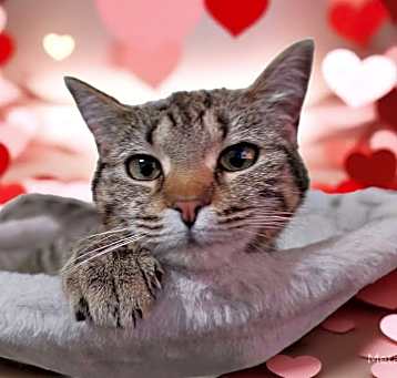 Photo of Vitani