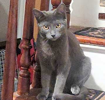 Photo of Cupcake
