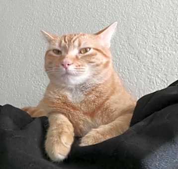 Photo of Taffy