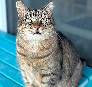 Photo of Cupcake