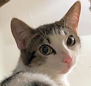 Photo of Appito