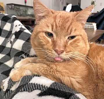 Photo of Fisky