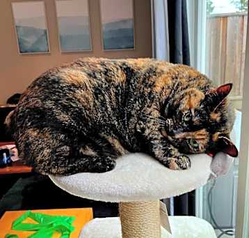 Photo of Chiquita