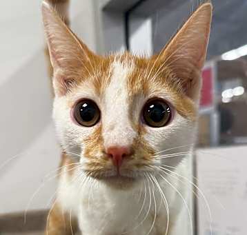 Photo of Vinnie
