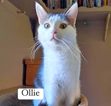 Photo of Oliver aka Ollie