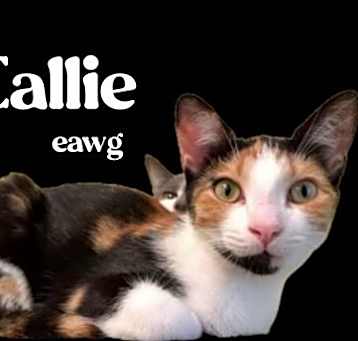 Photo of Callie
