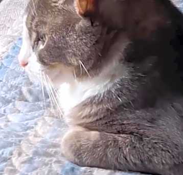 Photo of Tiger