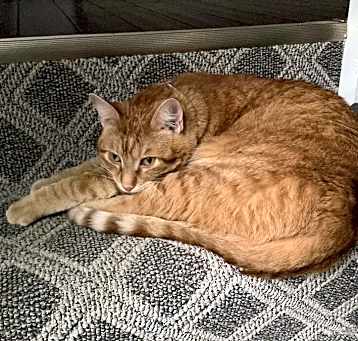 Photo of Loki