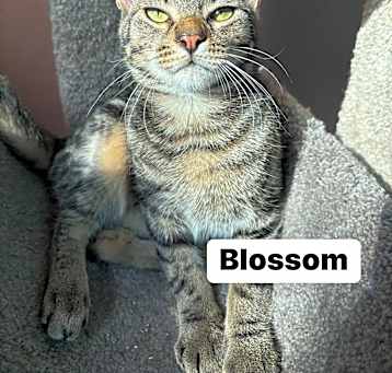 Photo of Blossom (Bonded w Bubbles)