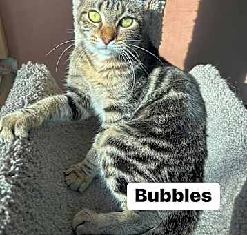 Photo of Bubbles (Bonded w Blossom)