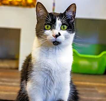 Photo of Coco