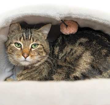 Photo of Marbles FIV+