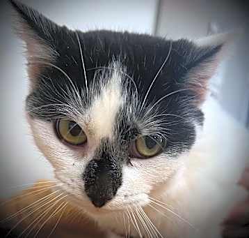 Photo of Rocket