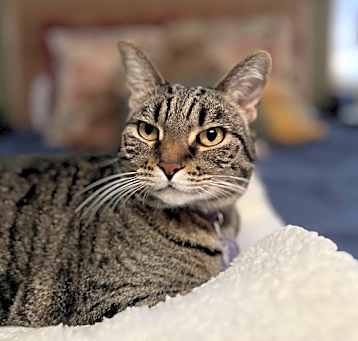Photo of Arwen (Courtesy Post)