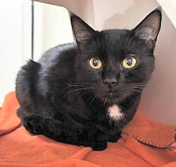 Photo of Bear the Cat