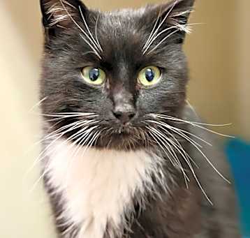 Photo of Onyx