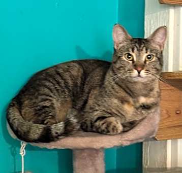 Photo of Snickers
