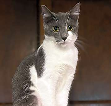 Photo of Drizzle