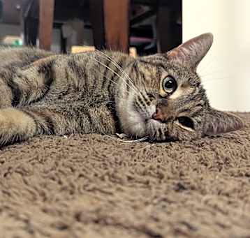 Photo of Tigger