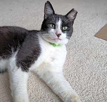 Photo of Apollo