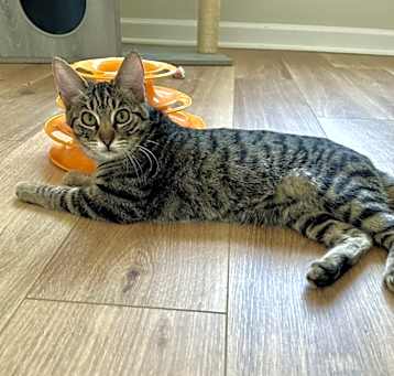 Photo of Timber