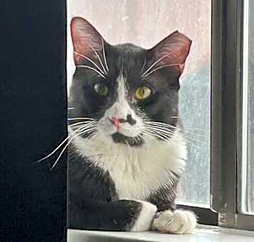 Photo of Felix