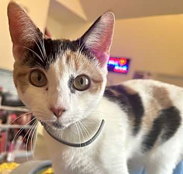 Photo of Cookie