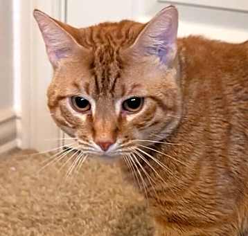 Photo of Mango 0775