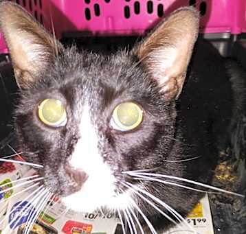 Photo of SNOOPY PUT-Stray-12904