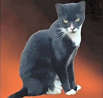 Photo of Rizzo - Petsmart Plantation Foster Home